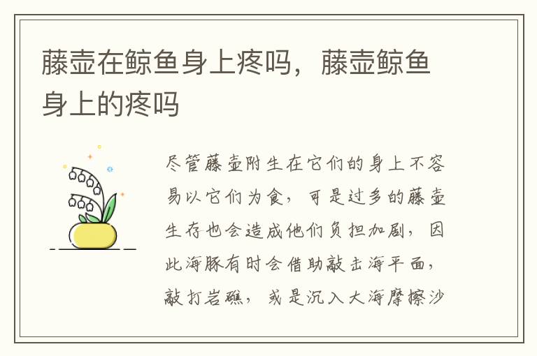 藤壶在鲸鱼身上疼吗，藤壶鲸鱼身上的疼吗