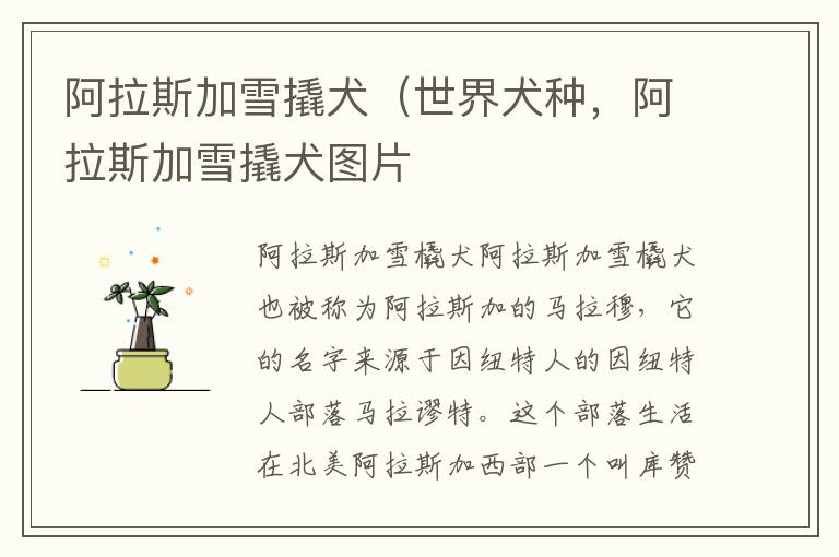 阿拉斯加雪撬犬（世界犬种，阿拉斯加雪撬犬图片